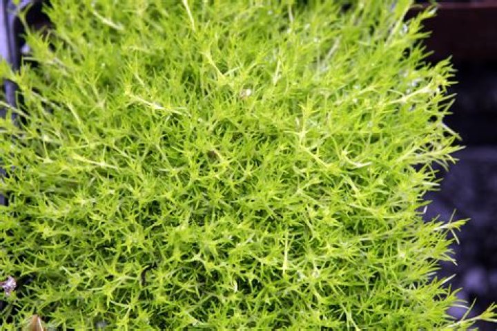 Can Irish moss grow indoors?