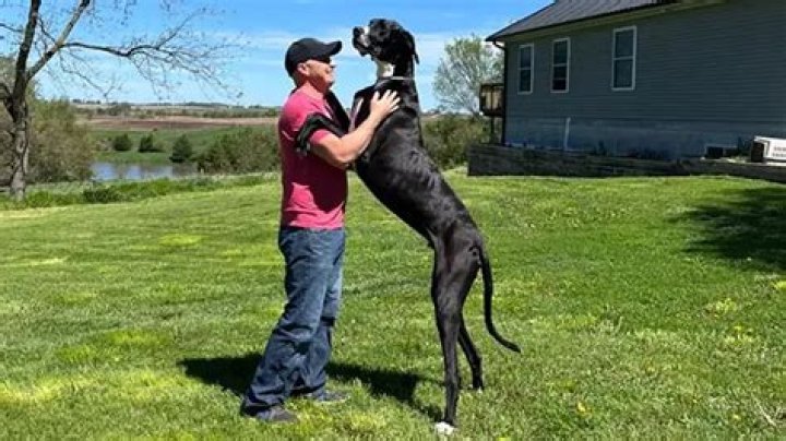 Can Merle Great Danes be shown?
