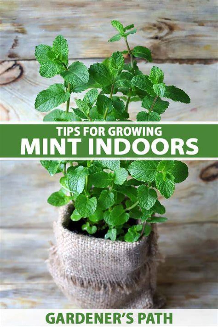 Can Mint be grown indoors in the winter?