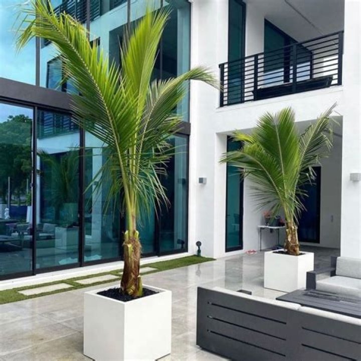 Can palm trees grow in planters?