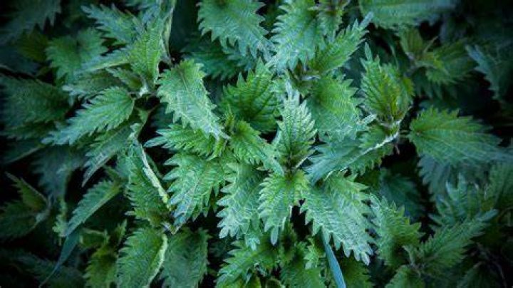 Can plants cause hives? | ContextResponse.com