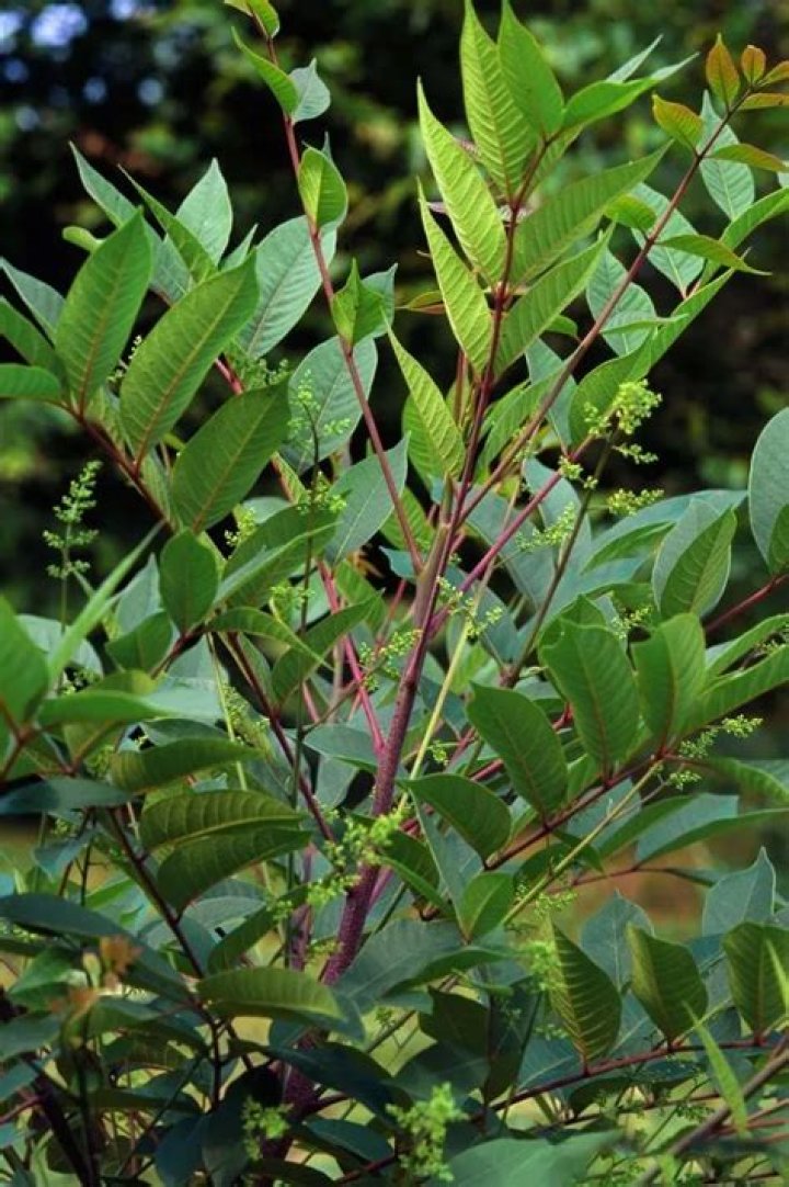 Can poison sumac grow into trees?