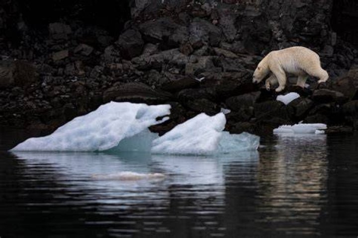 Can polar bears climb mountains?