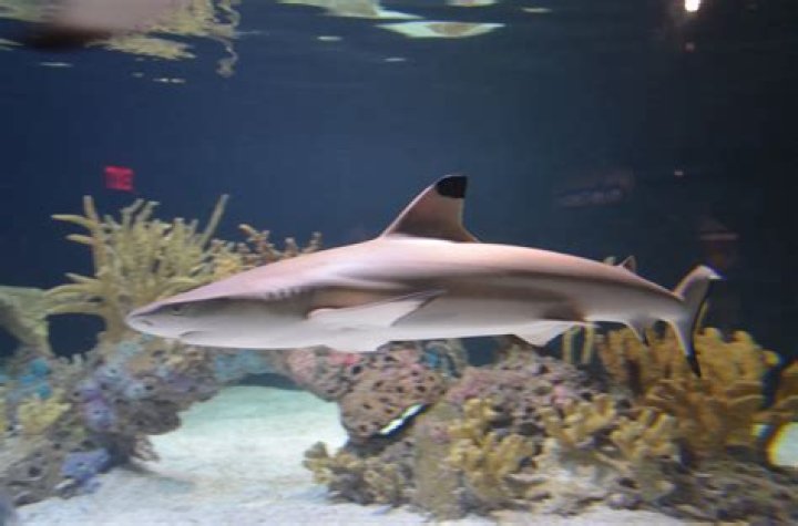 Can sharks be kept in home aquariums?