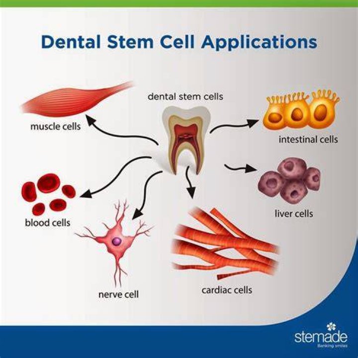 Can stem cells be taken orally?