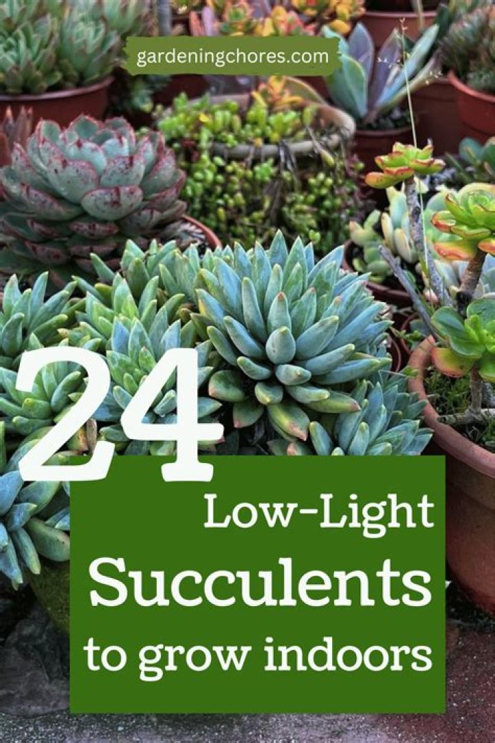 Can succulents live in low light?