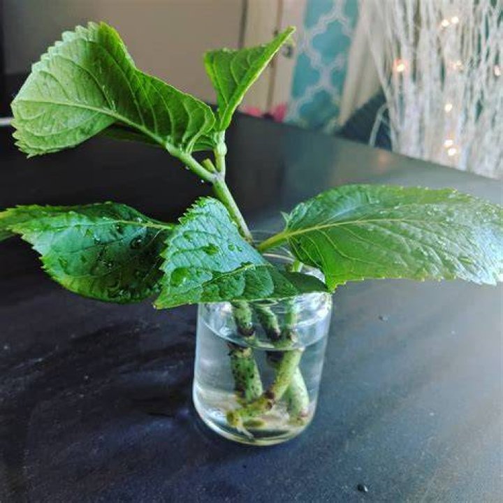 Can thyme be rooted in water?
