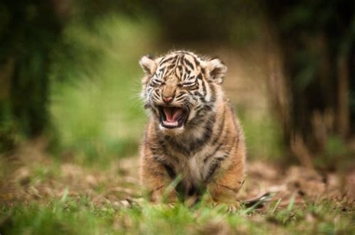 Can Tigers cry?