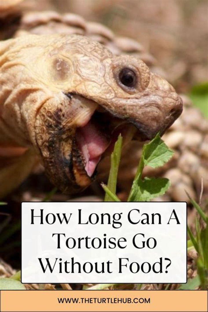 Can tortoises survive without food?