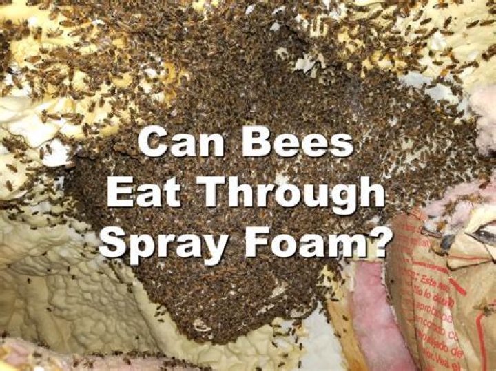 Can wasps eat through spray foam?