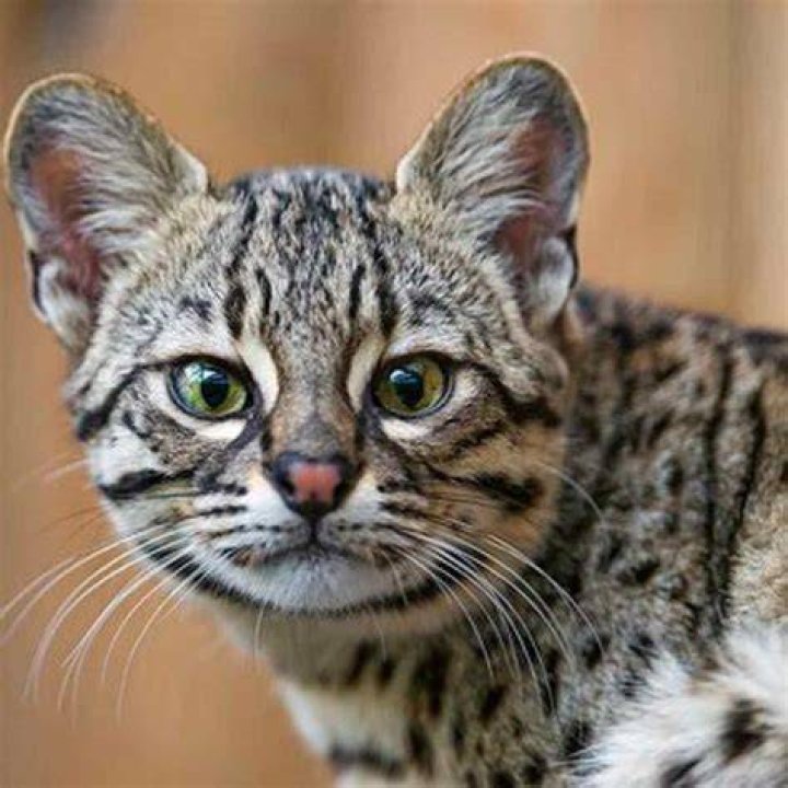 Can we keep Tiger as pet?