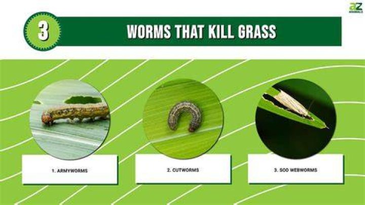 Can worms kill your grass?