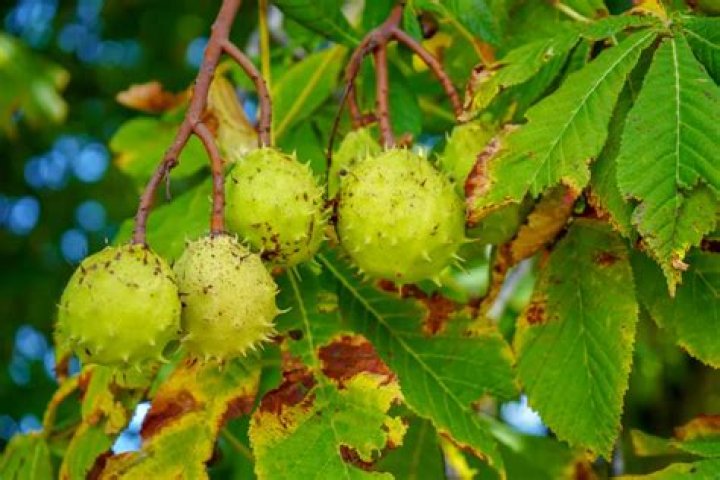 Can you bonsai a chestnut tree?