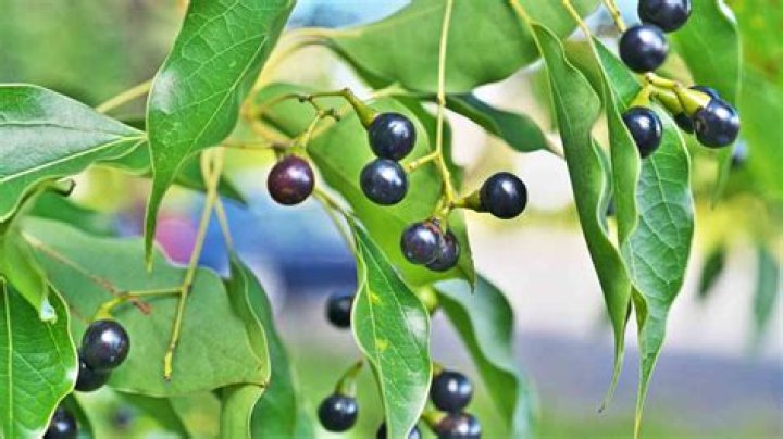 Can you eat camphor tree berries?