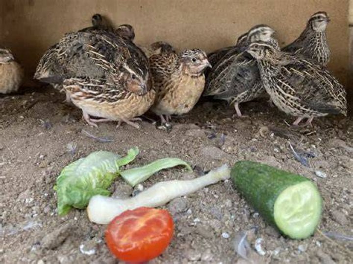 Can you eat Coturnix quail?