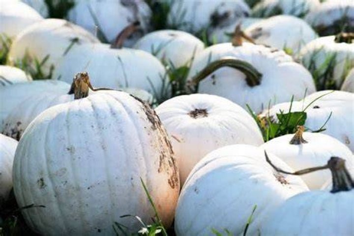 Can you eat ghost pumpkin?