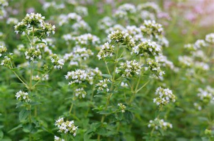 Can you eat oregano? | ContextResponse.com