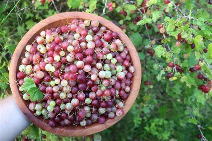 Can you eat raw gooseberries?