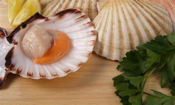 Can you eat scallops raw?