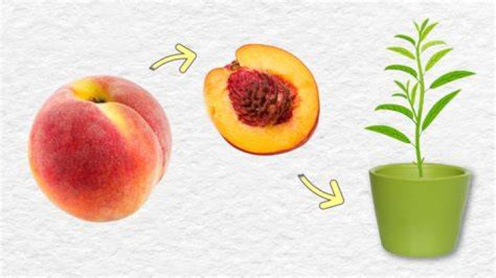 Can you eat the nut in a peach pit?