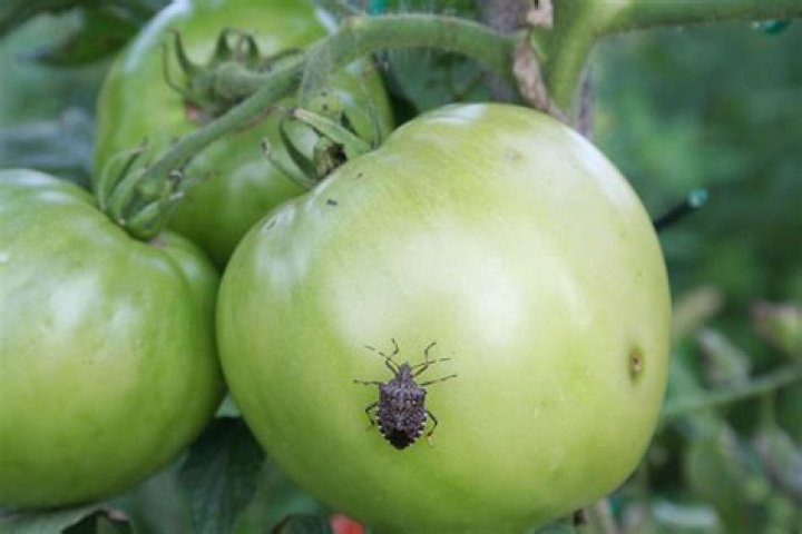 Can you eat tomatoes damaged by stink bugs?