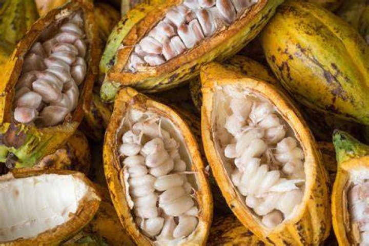Can you eat whole cacao beans?