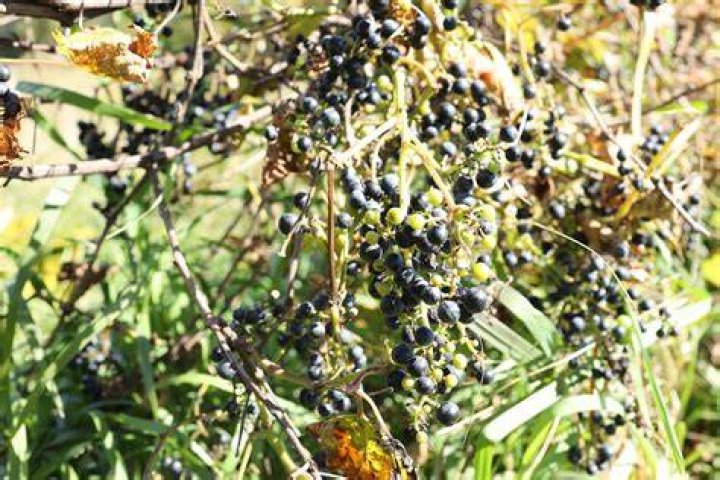 Can you eat wild grapes in Ontario?