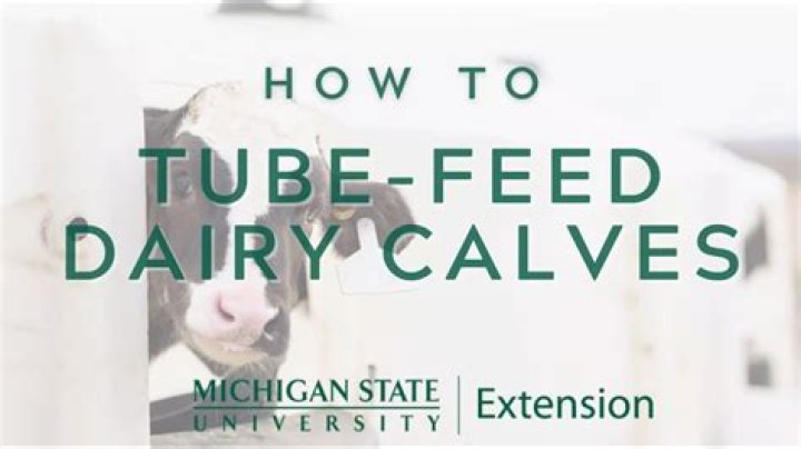 Can you feed a calf store bought milk?