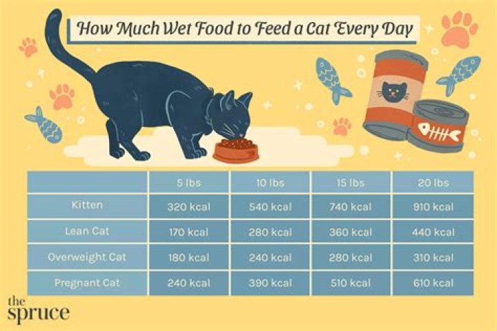Can you feed a cat salami?
