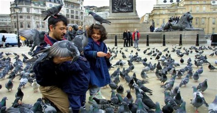 Can you feed the birds in Trafalgar Square?