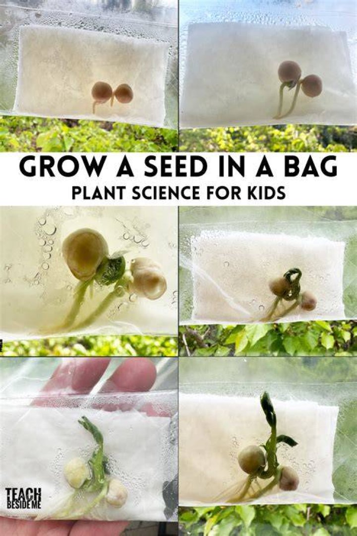 Can you germinate seeds in a plastic bag?