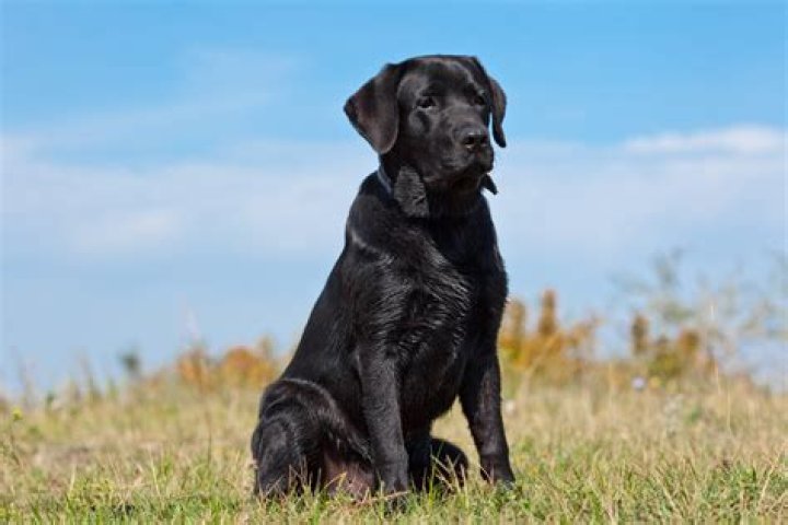 Can you get a black retriever?