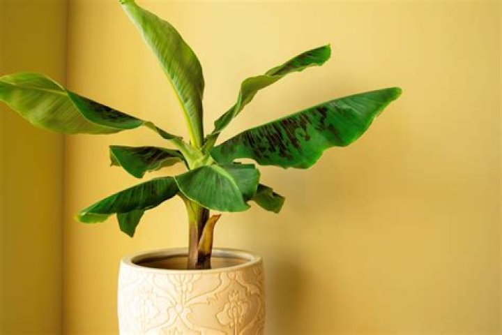 Can you grow a banana tree indoors?