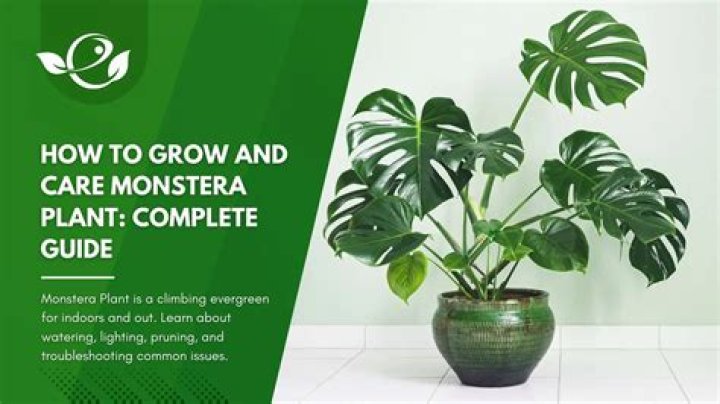 Can you grow a monstera from a leaf?