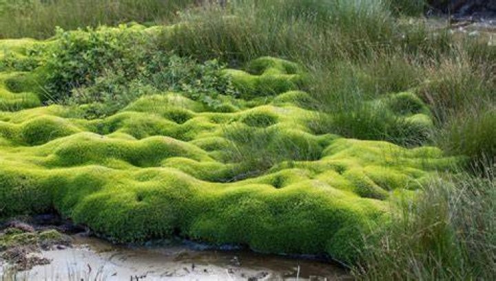 Can you grow a moss lawn in Texas?