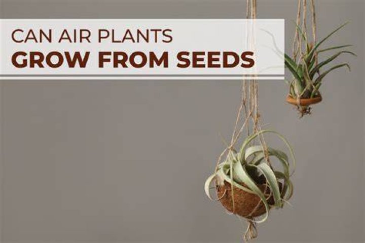 Can you grow air plants?