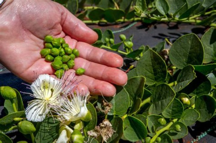 Can you grow capers in NZ?