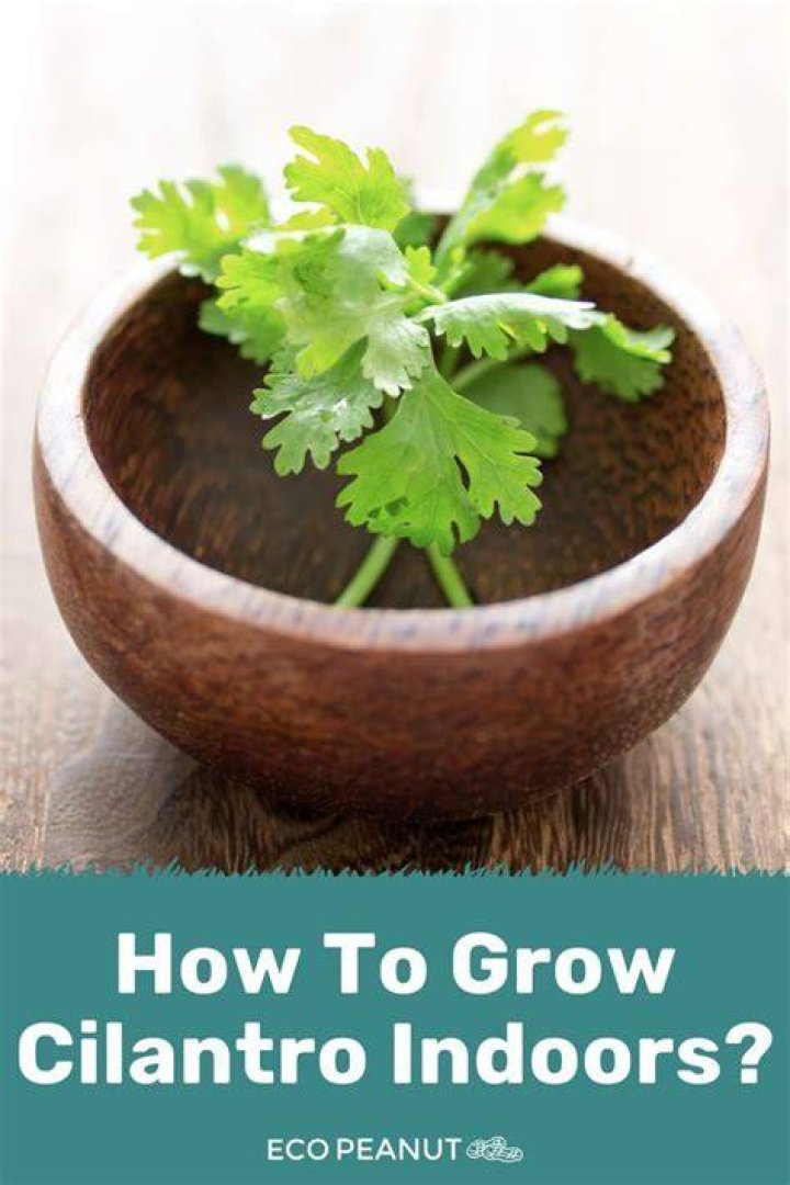 Can you grow cilantro inside?