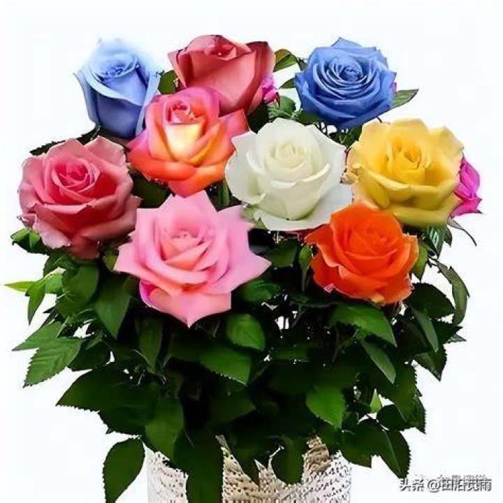 Can you grow multi colored roses?