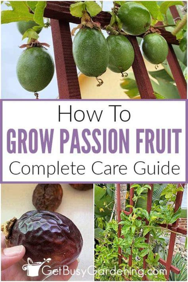 Can you grow passion fruit in Zone 7?