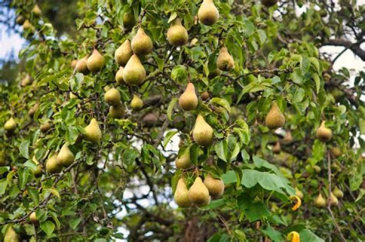 Can you grow pears in Virginia?