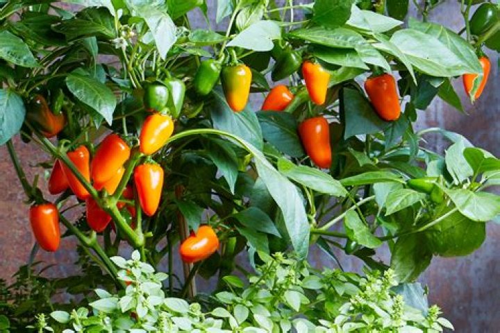 Can you grow peppers in Washington?