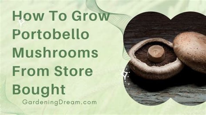Can you grow portobello mushrooms at home?