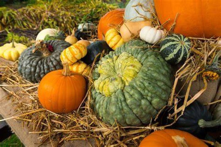 Can you grow pumpkins in the UK?