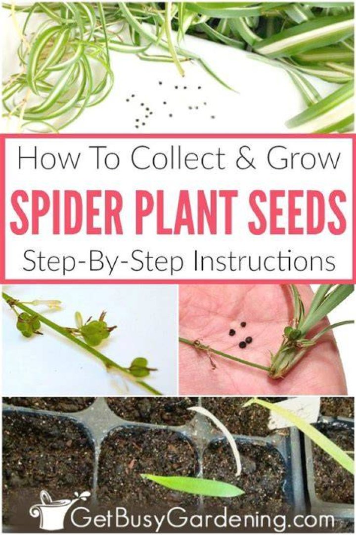 Can you grow spider plants from seed?