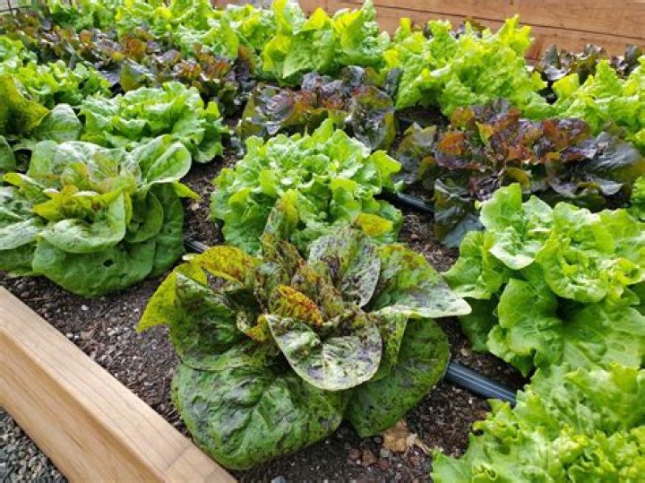 Can you grow spinach in hot weather?