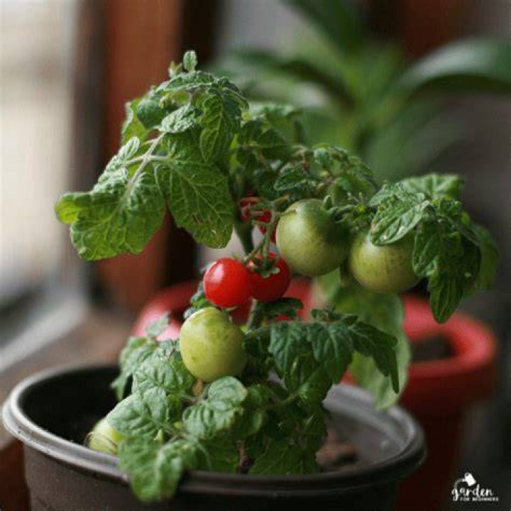 Can you grow tomatoes indoors in winter?