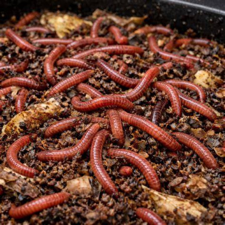 Can you pee out a red worm?