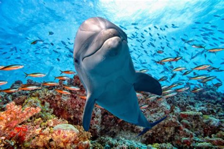 Can you pet a dolphin?