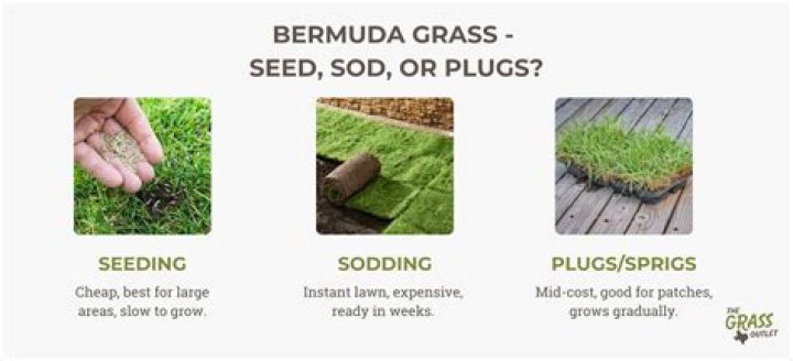 Can you plant Bermuda grass seed in the fall?